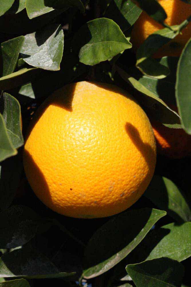              Fruit (Riverside, CA)       